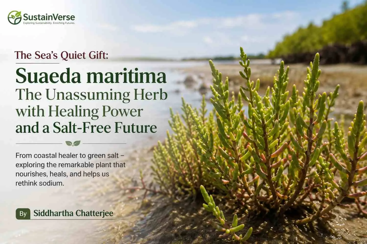 Harnessing Suaeda maritima for Eco-Friendly Bio-Salt Production: A Nature-Based Innovation & its herbal benefit