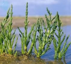 C:\Users\CP\Downloads\Salicornia.jfif